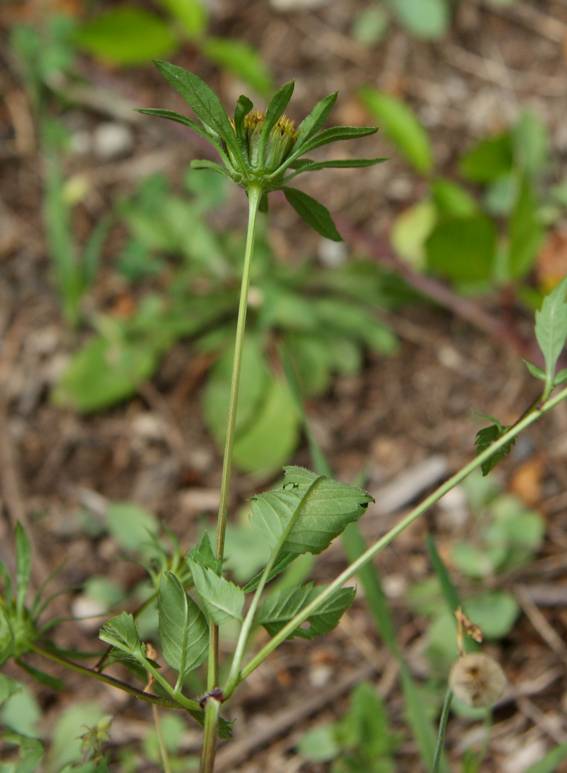 Bidens frondosa / Forbicina peduncolata