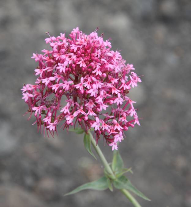 Centranthus ruber