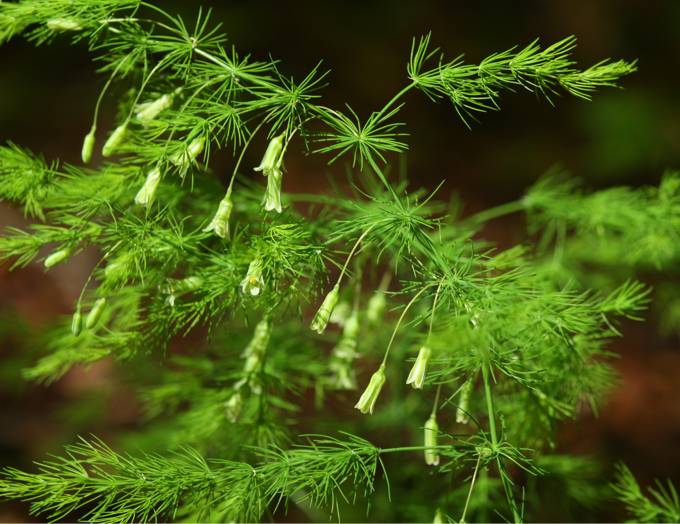 Asparagus tenuifolius