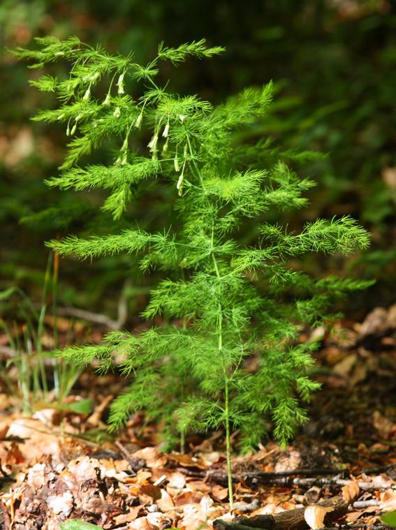 Asparagus tenuifolius