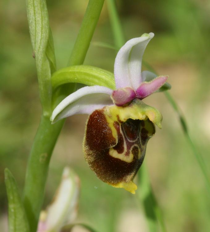 Ophrys pinguis