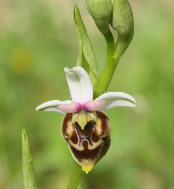 Ophrys pinguis