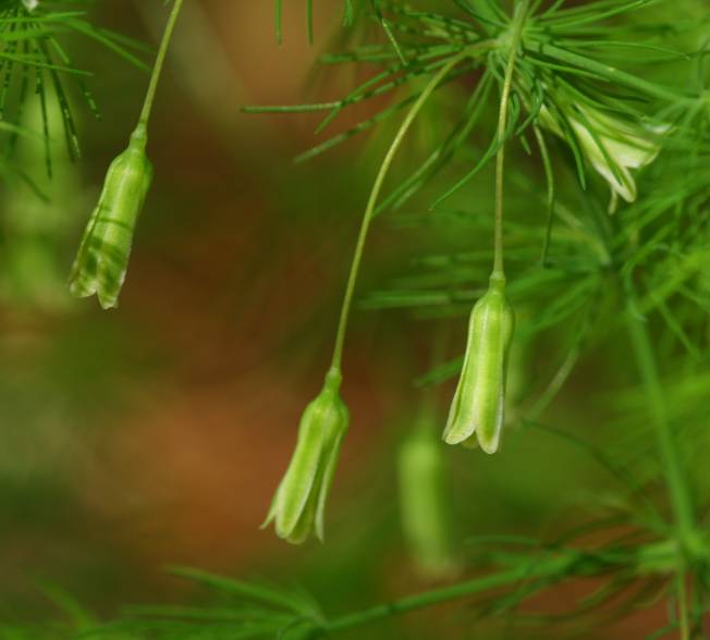 Asparagus tenuifolius