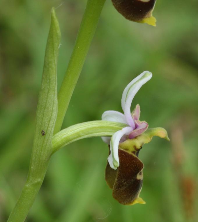 Ophrys pinguis