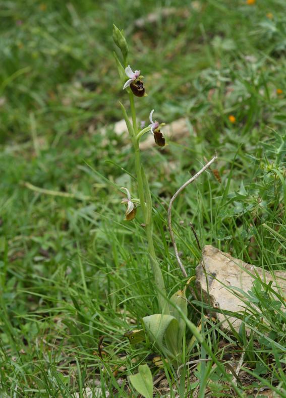 Ophrys pinguis