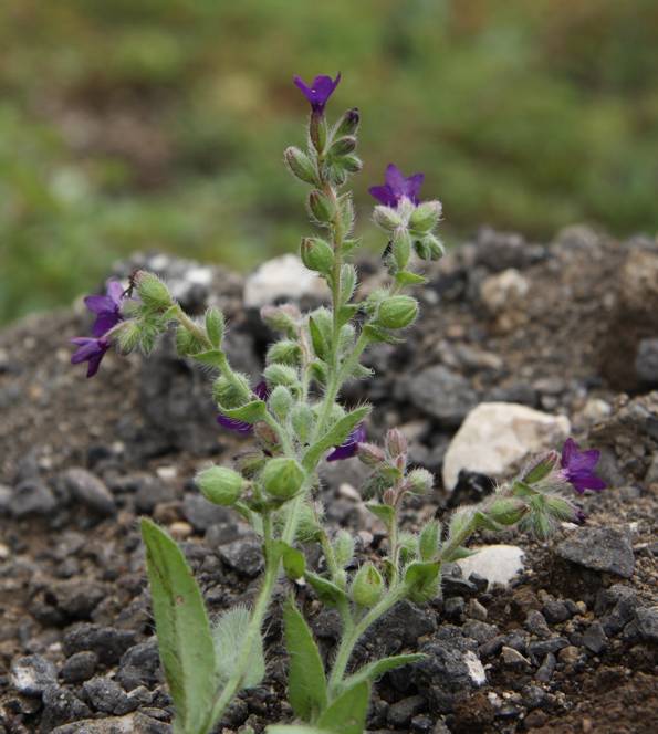 Conferma Anchusa officinalis