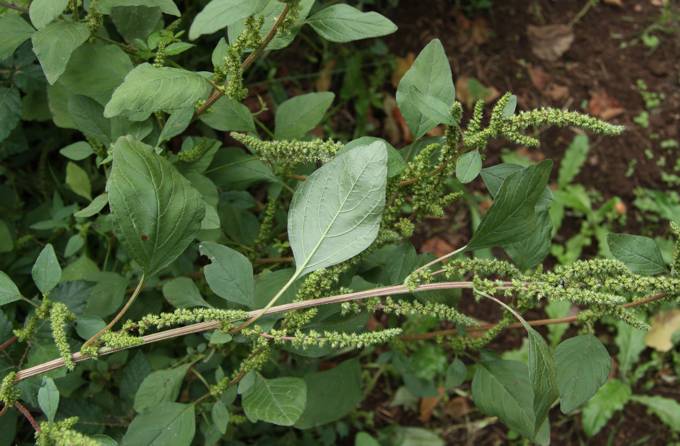 Amaranthus cfr. hybridus subsp. hybridus