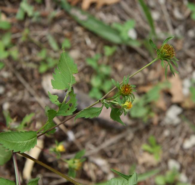 Bidens frondosa / Forbicina peduncolata