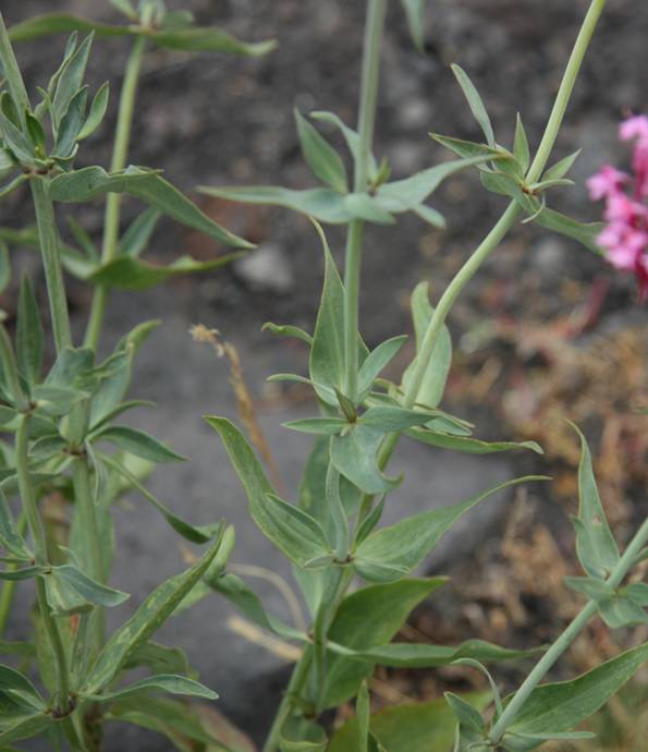 Centranthus ruber