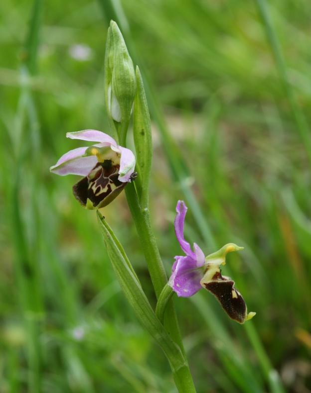 Ophrys fuciflora?