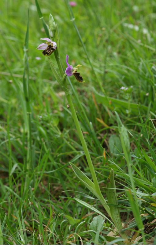 Ophrys fuciflora?