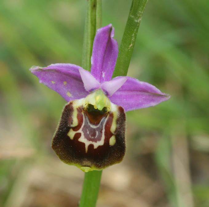 Ophrys fuciflora?