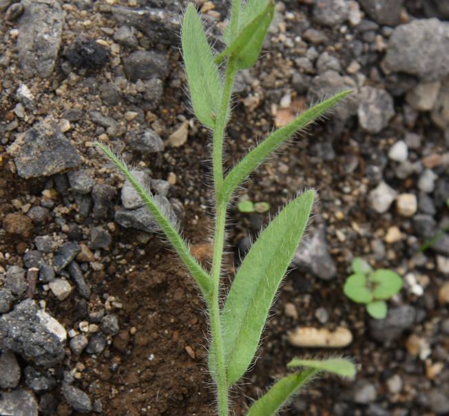 Conferma Anchusa officinalis