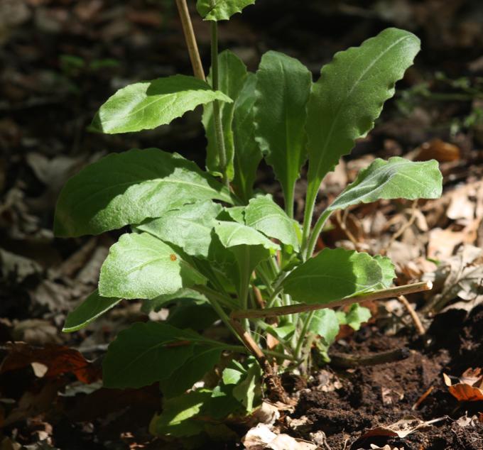 Arabis turrita