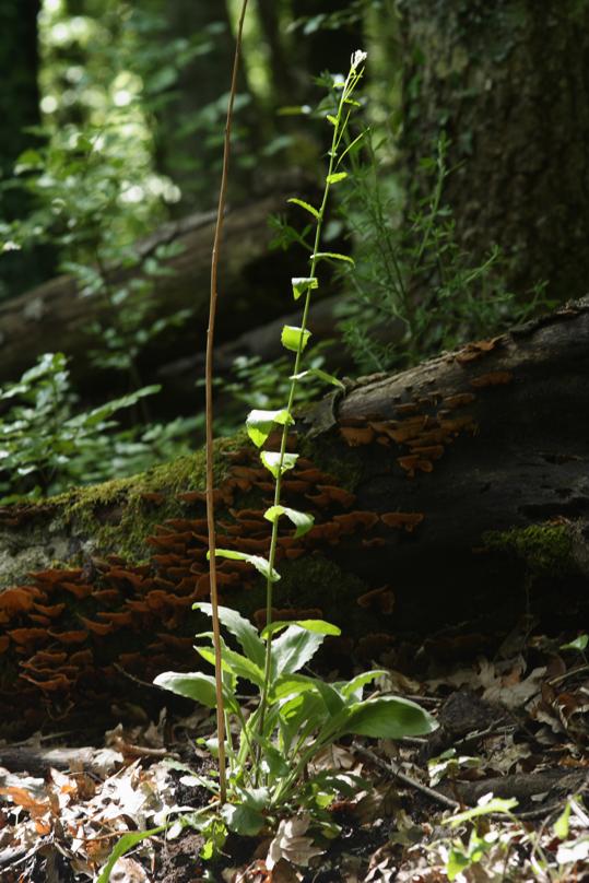 Arabis turrita