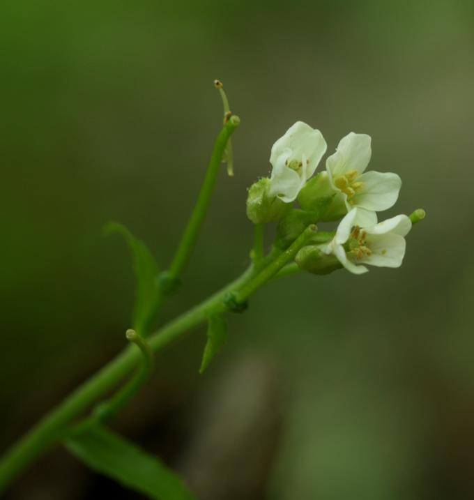 Arabis turrita