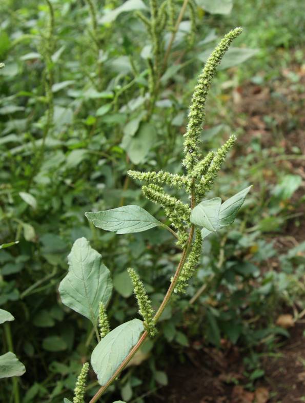 Amaranthus cfr. hybridus subsp. hybridus