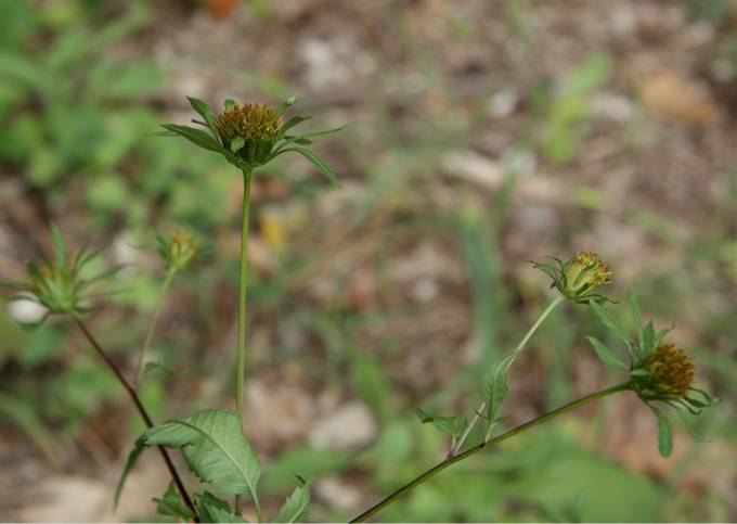 Bidens frondosa / Forbicina peduncolata