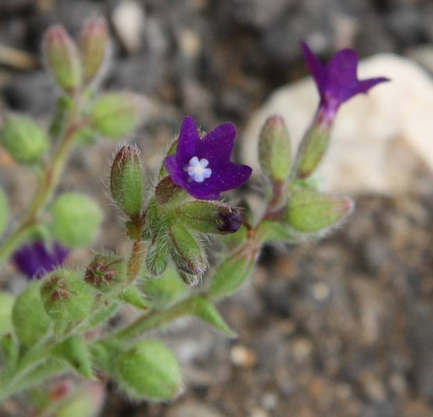 Conferma Anchusa officinalis