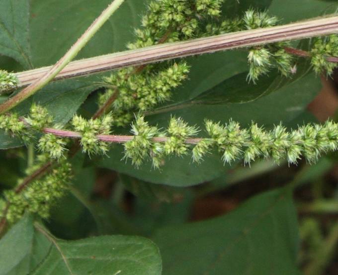 Amaranthus cfr. hybridus subsp. hybridus