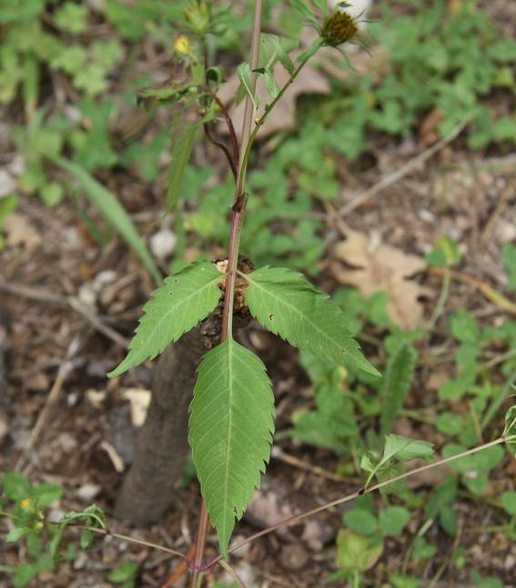 Bidens frondosa / Forbicina peduncolata