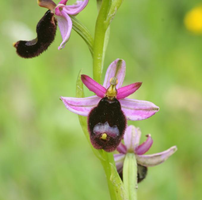 Ophrys bertolonii?