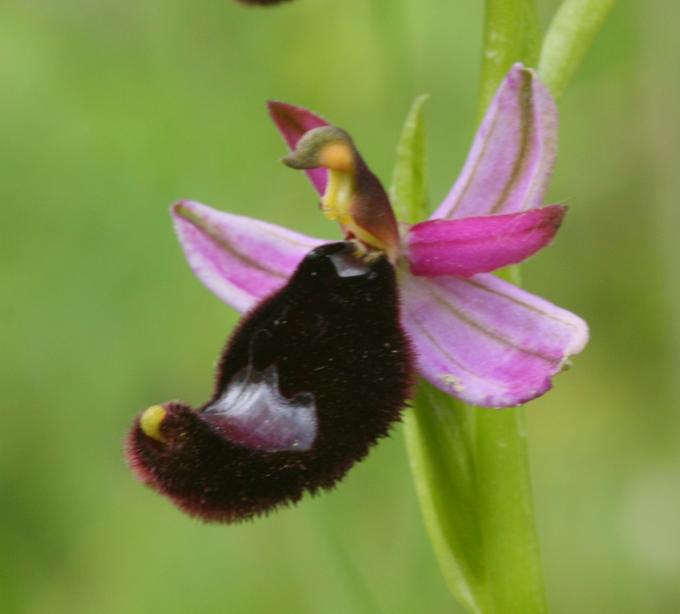 Ophrys bertolonii?