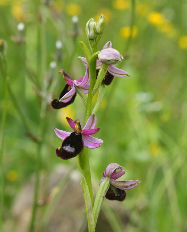 Ophrys bertolonii?