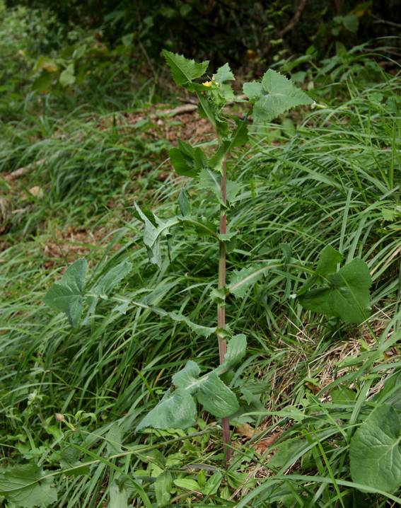 Sonchus cfr. oleraceus (Asteraceae)