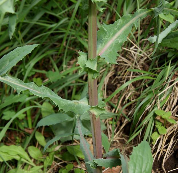 Sonchus cfr. oleraceus (Asteraceae)