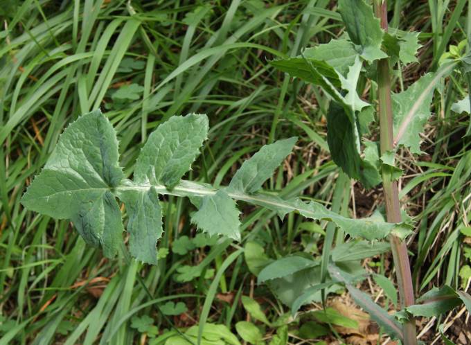 Sonchus cfr. oleraceus (Asteraceae)