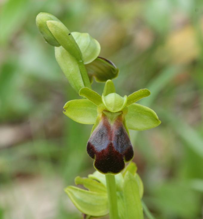 Ophrys fusca?