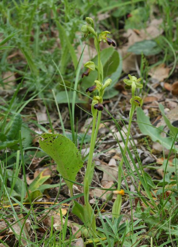 Ophrys fusca?