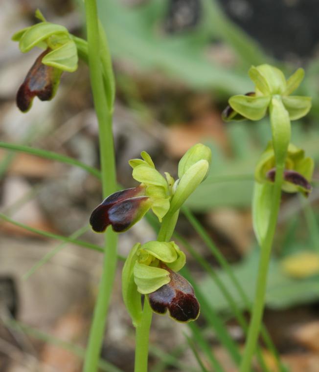 Ophrys fusca?