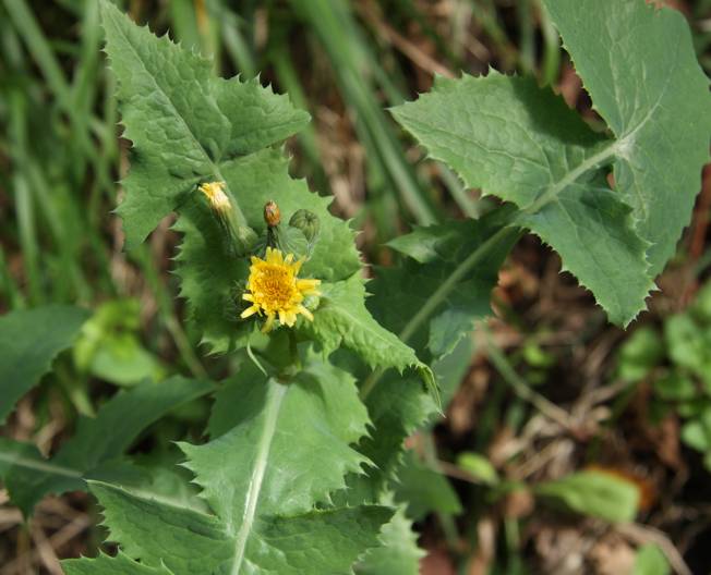 Sonchus cfr. oleraceus (Asteraceae)