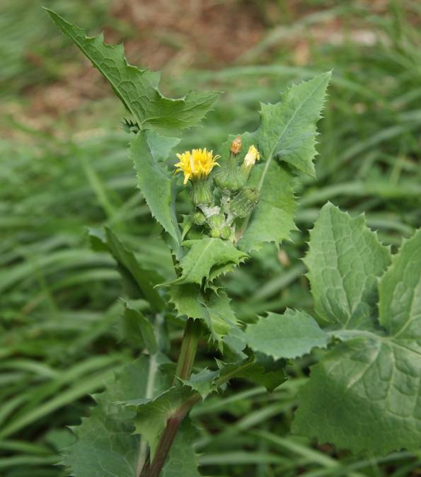 Sonchus cfr. oleraceus (Asteraceae)