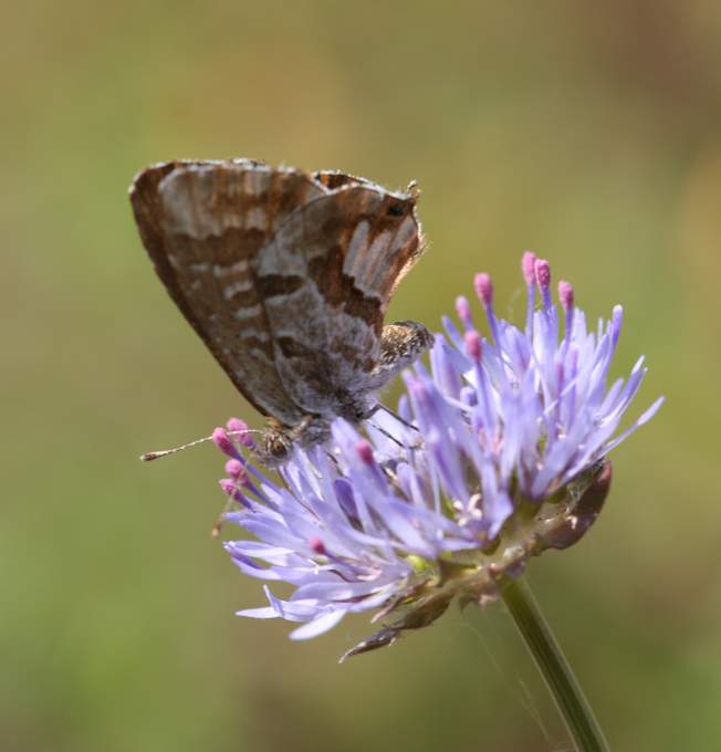 Cacyreus marshalli?