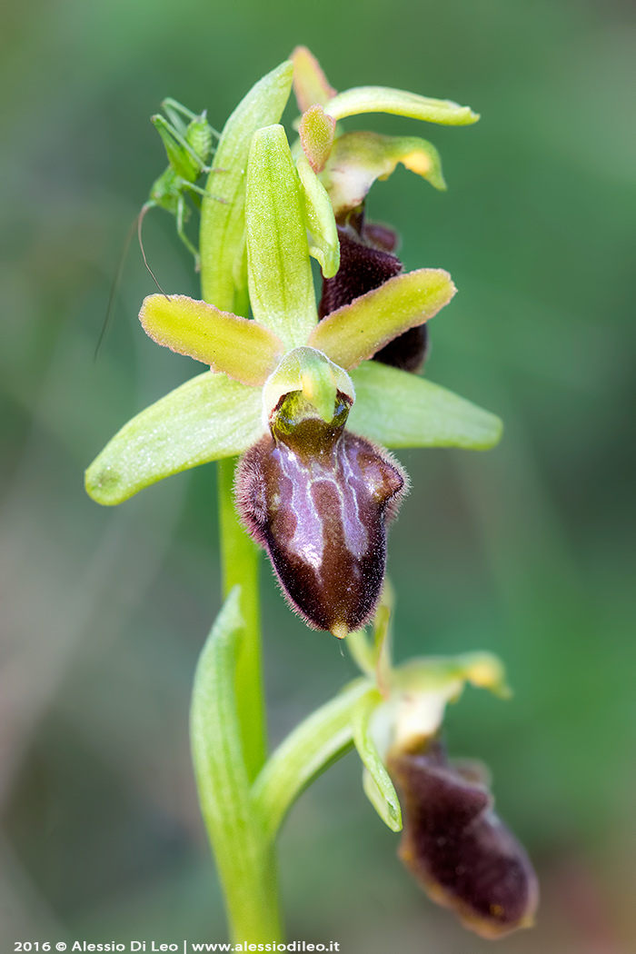 Ophrys sphegodes?