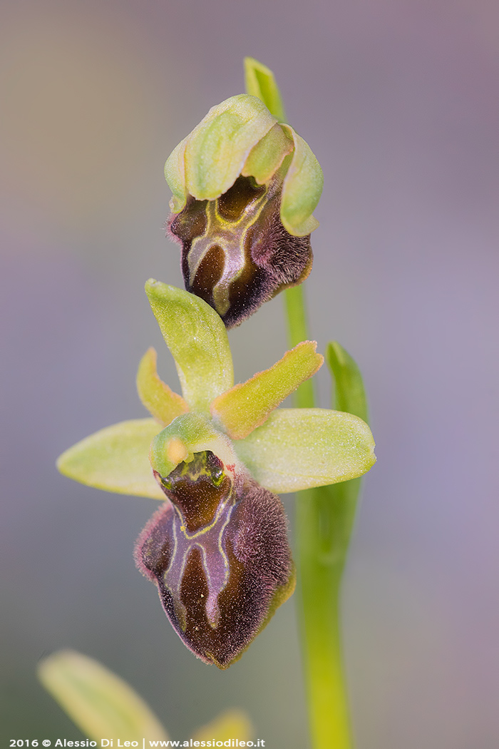 Ophrys sphegodes?