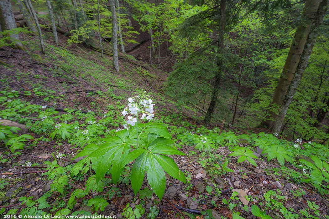 Cardamine heptaphylla / Dentaria pennata