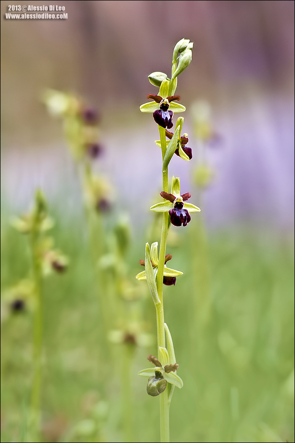 Ophrys sphegodes?