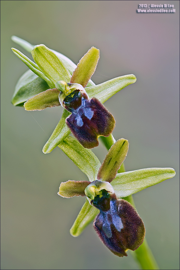 Ophrys sphegodes?