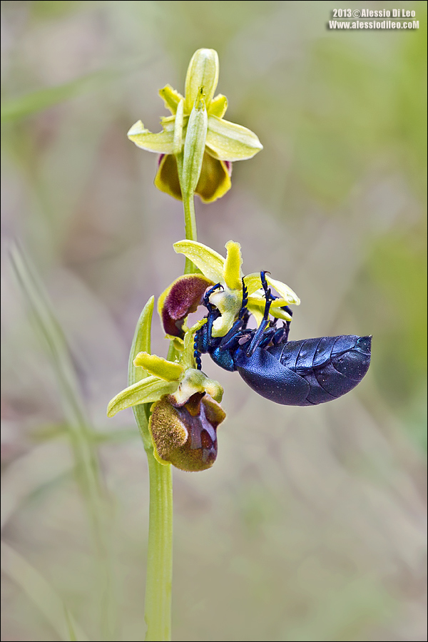 Ophrys sphegodes?