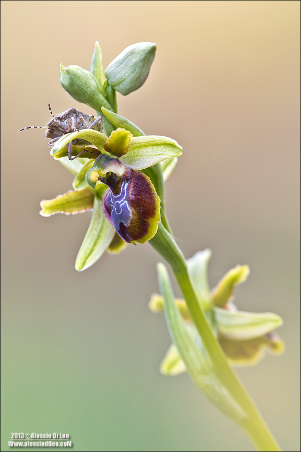 Ophrys sphegodes?