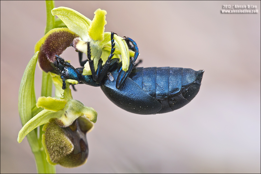 Meloe proscarabaeus? Che buone le sphegodes!