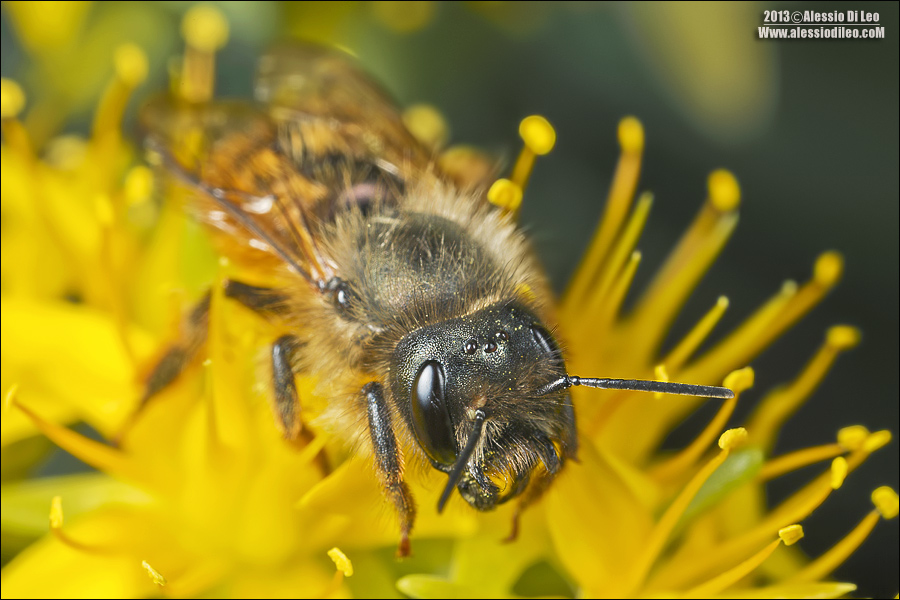 Osmia rufa (= bicornis)  ♀ (Apidae Megachilinae)