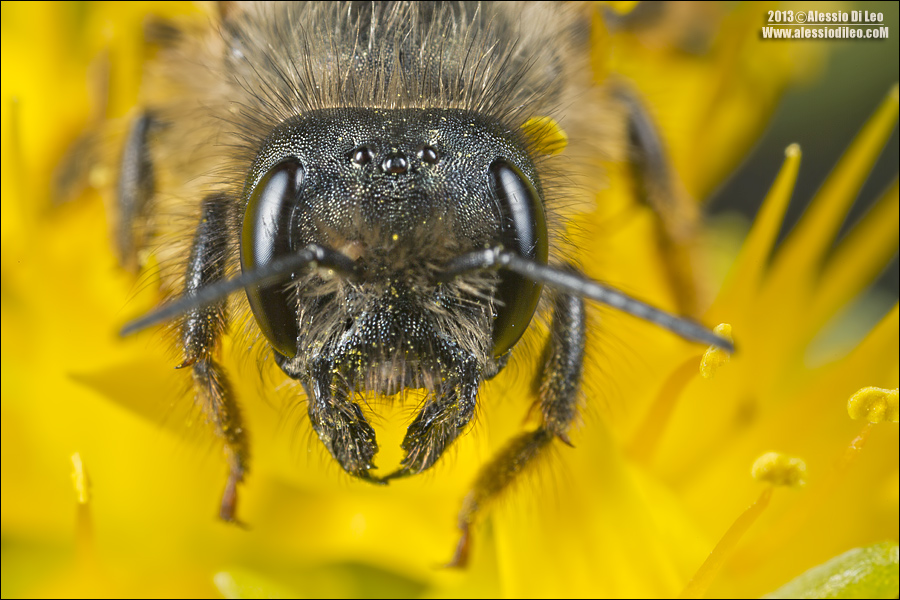 Osmia rufa (= bicornis)  ♀ (Apidae Megachilinae)