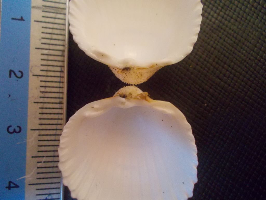 Acanthocardia tubercolata?