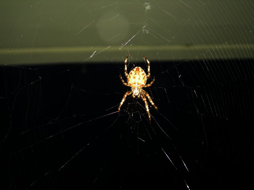 Araneus diadematus - Trento