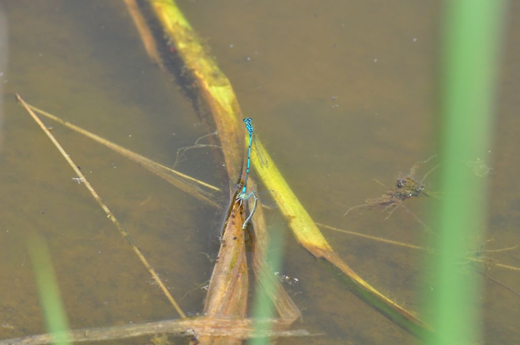 Coenagrion cfr. puella